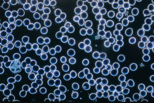 Live Blood & BioEnergetic Testing Initial (In-Person)